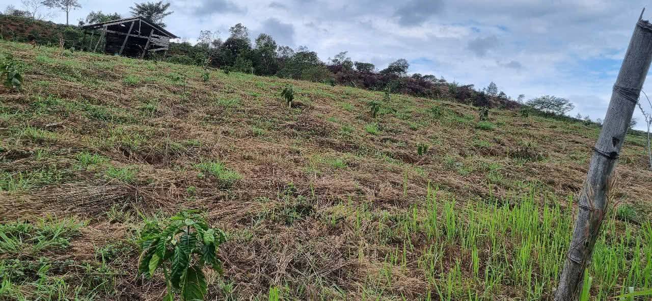 Đất thổ cư 4 sào tại Lộc Bắc, Bảo Lâm - Giá 800 triệu, thương lượng tốt!