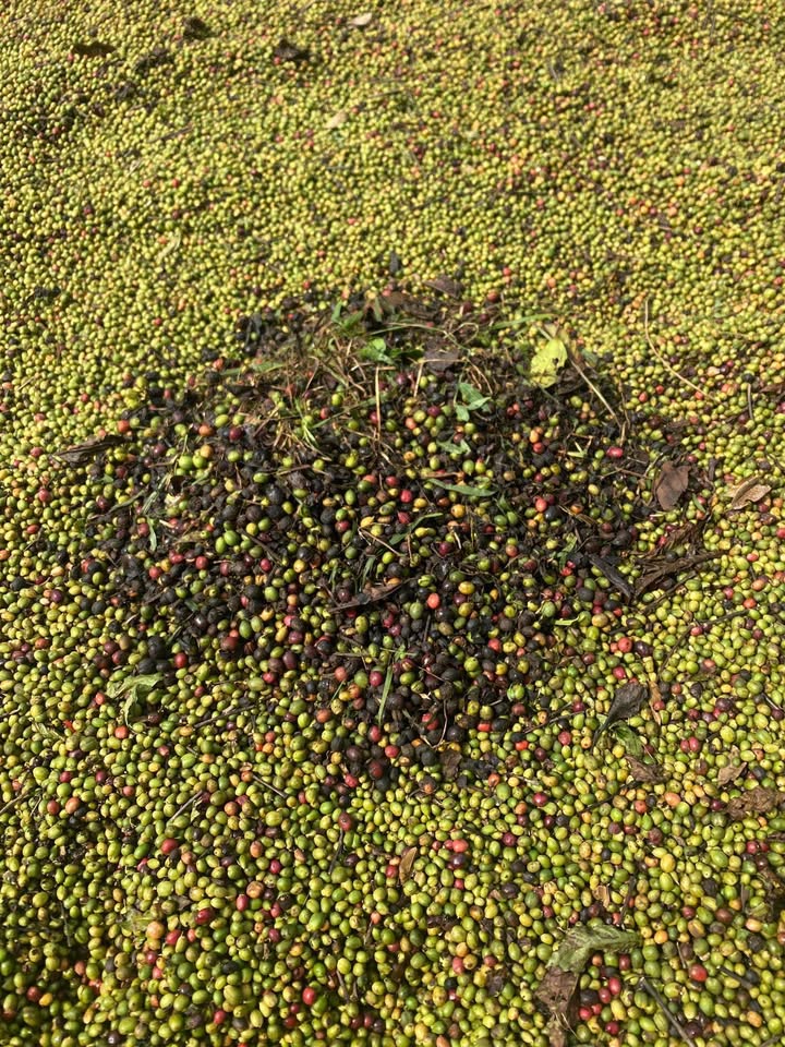 Đất nền mặt tiền Quốc Lộ 55, Lộc Thành, 22975m² chỉ 3.8 tỷ - Cơ hội đầu tư tuyệt vời!