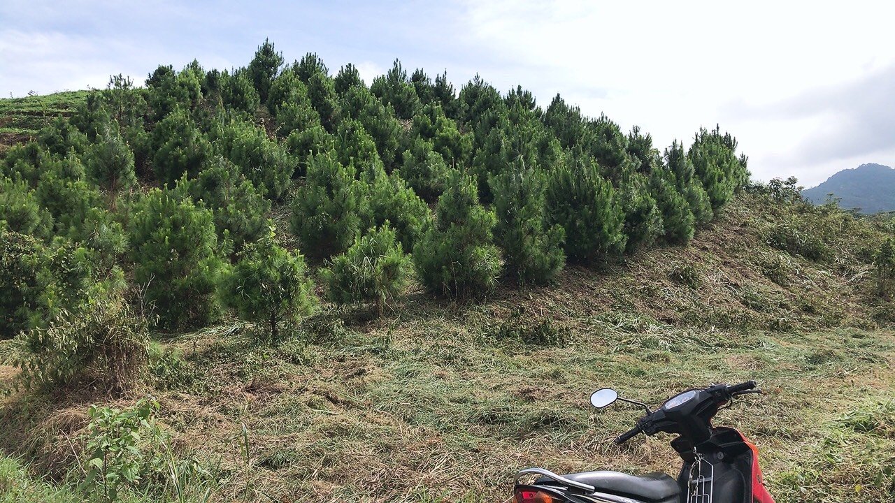 Đất nền 4 sào đồi thông P3 Bảo Lộc 2.6 tỷ - View thoáng, sổ hồng chính chủ!