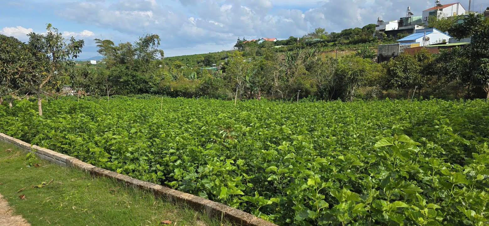 Đất thổ cư Bảo Lộc 500m² giá 1.8 tỷ - Cơ hội đầu tư hấp dẫn!