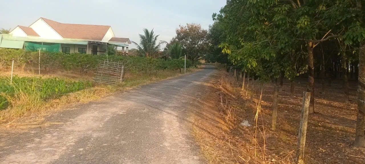 Đất nền Tân Trung, Tây Ninh 1000m² giá chỉ 500 triệu - Cơ hội đầu tư tuyệt vời!