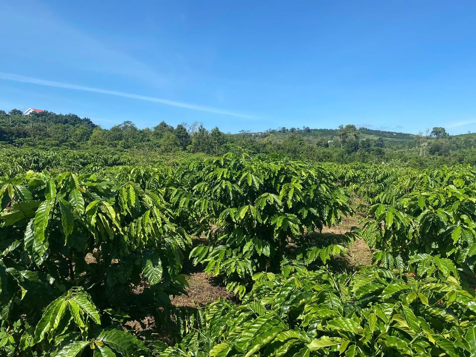 Đất nền 7200m² Tân Hà Lâm Hà giá 1.2 tỷ - Đầu tư sinh lời ngay!