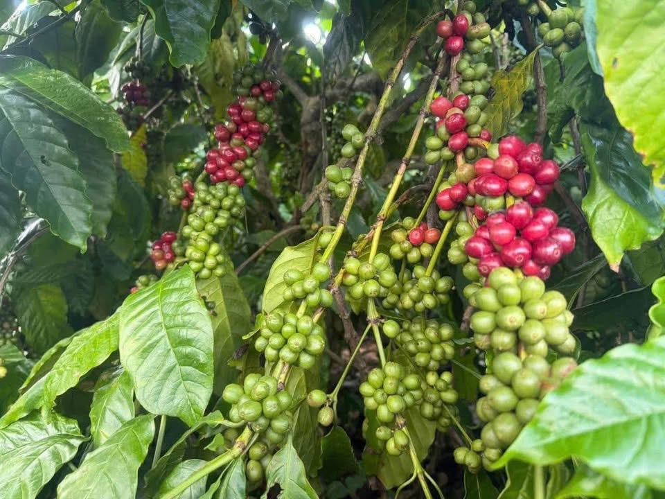 Đất nông nghiệp Ea Păl 7700m² giá 100 triệu - Đường sá thuận tiện!