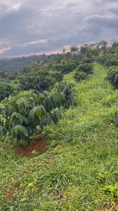 Đất nền Nâm N'Jang Đắk Song 8000m² - Mặt tiền đường thông thoáng!