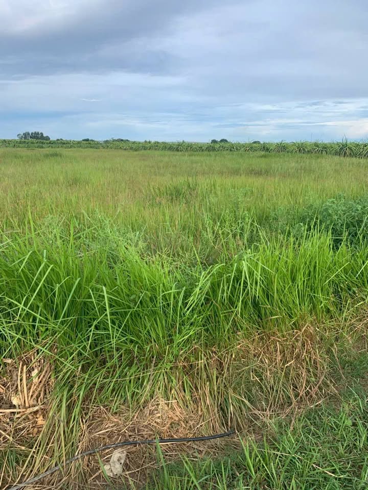 Đất nền 4xào7 thôn Hội Nhơn, xã Hàm Chính giá 1.645 tỷ - Đầu tư sinh lời!