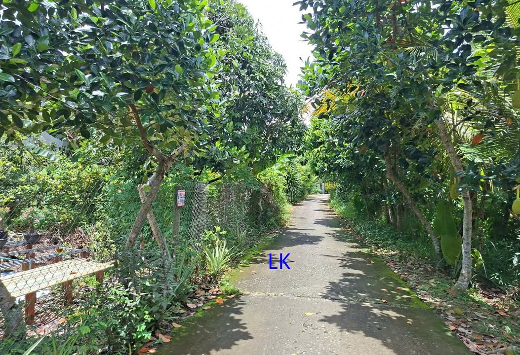 Đất nền 980m² xã Mỹ Thọ, Đồng Tháp giá 850 triệu - Sổ đỏ chính chủ