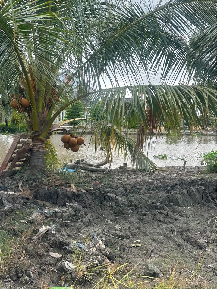 Đất vuông tôm 14.000m² xã An Trạch, Đông Hải chỉ 500 triệu - Cơ hội đầu tư hấp dẫn!