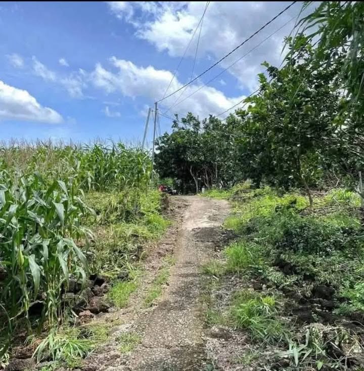 Đất thổ cư 16.000m² tại Phú Lập, Tân Phú chỉ 2 tỷ - Cơ hội đầu tư hấp dẫn!