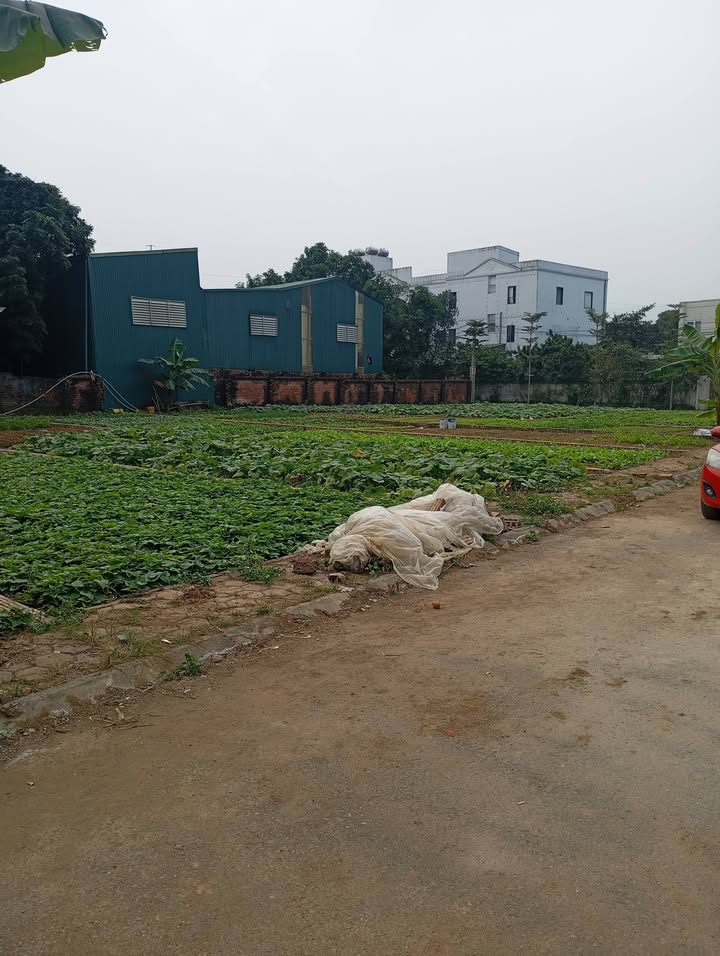 Đất nền thôn 7, Phú Cát 137m² - Cơ hội đầu tư hấp dẫn!