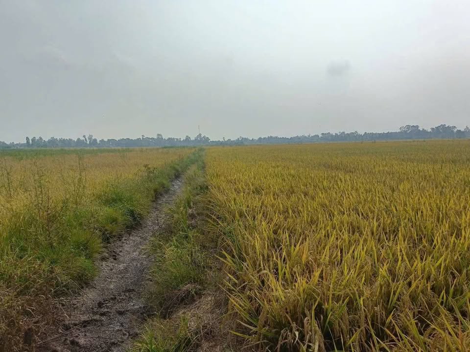 Đất nông nghiệp 4244m² tại Châu Phong, An Giang - Giá chỉ 764 triệu, thương lượng trực tiếp!