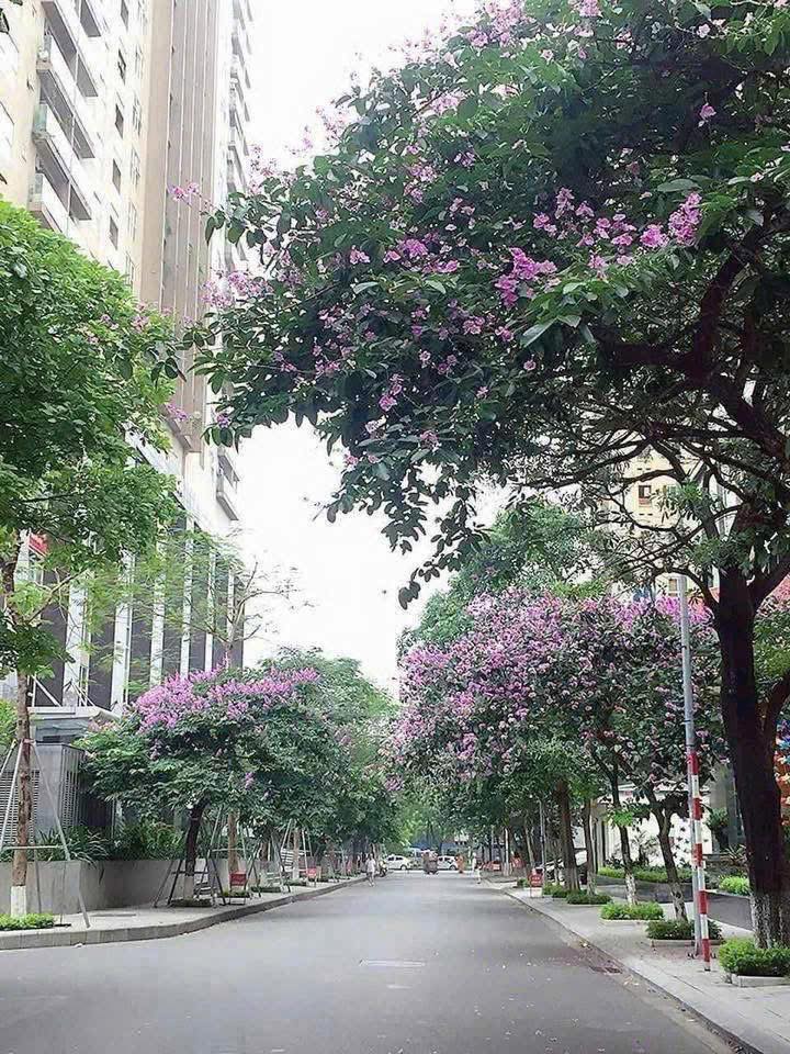 Căn hộ chung cư CT4 Vimeco Nguyễn Chánh 141.6m² giá thỏa thuận - Full nội thất đẹp!