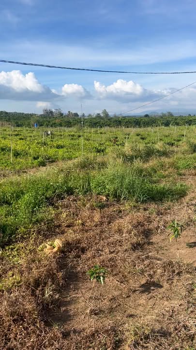 Lô đất Đinh Văn, Lâm Hà 4200m² giá 2.8 tỷ - Thổ cư 100%, mặt tiền rộng 75m!