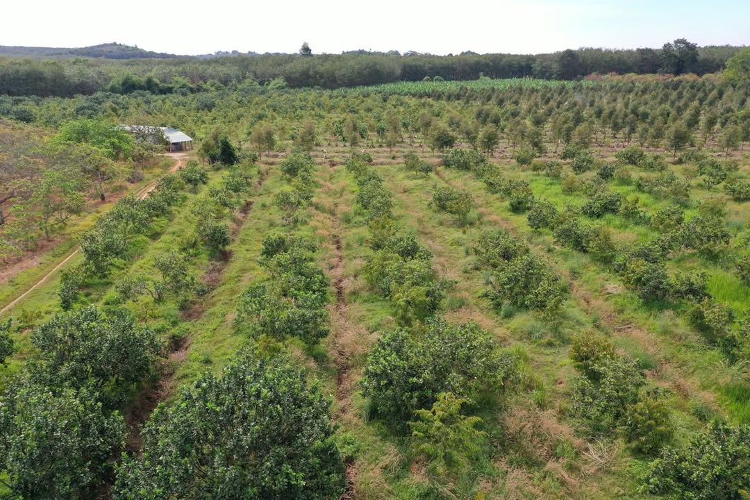 Đất nông nghiệp 7800m² tại Ấp Bù Xăng, Bình Phước - Giá chỉ 1 tỷ!