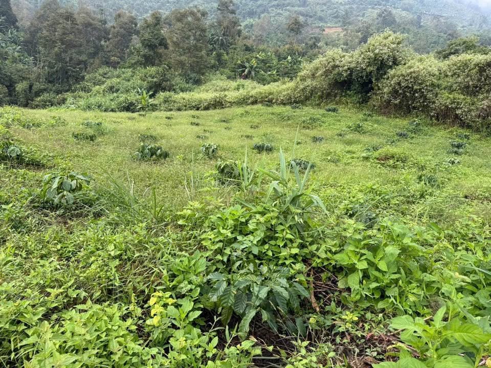 Đất nền Lộc Thành Bảo Lâm 3000m² giá 970 triệu - Đầu tư sinh lời ngay!