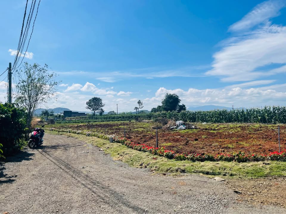 Đất nền Tân Hội, Đức Trọng 6m chỉ 480 triệu - Cơ hội đầu tư tuyệt vời!