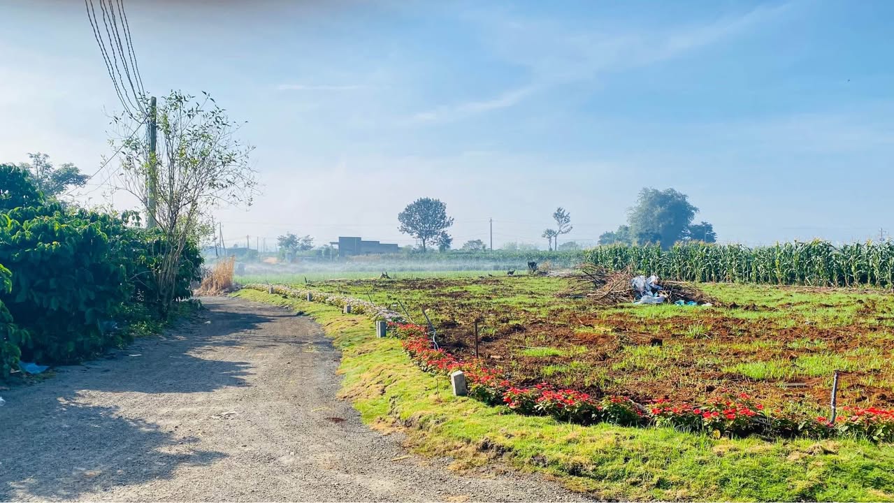 Đất nền Tân Hội, Đức Trọng, Lâm Đồng 126m² - Cơ hội đầu tư sinh lời cao!