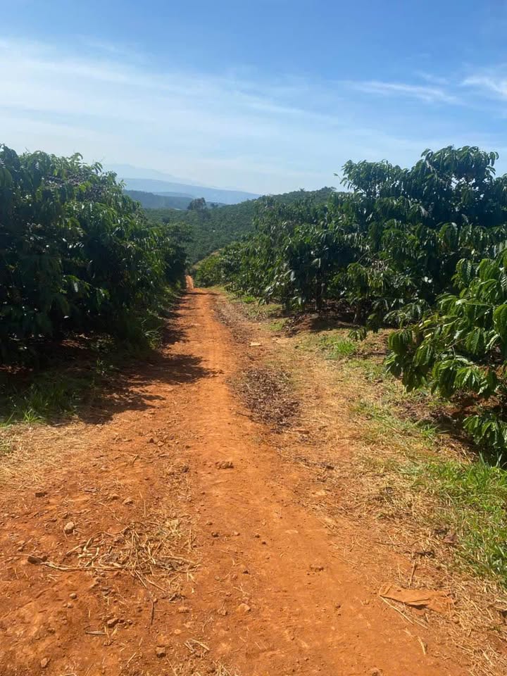 Đất 2 mặt tiền Đạ Đờn, Lâm Hà 30.000m² giá 7.5 tỷ - Cơ hội đầu tư vàng!