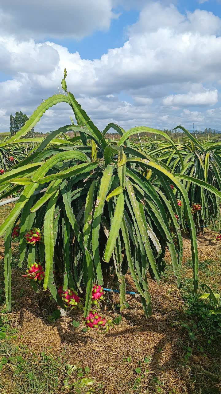 Farm đất vườn thanh long An Bình 1.1ha giá 2.7 tỷ - Đầu tư sinh lời ngay!