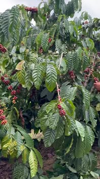 Farm 3,1ha tại Ngọc Hồi Kon Tum giá chỉ 4 tỷ - Cơ hội đầu tư hấp dẫn!