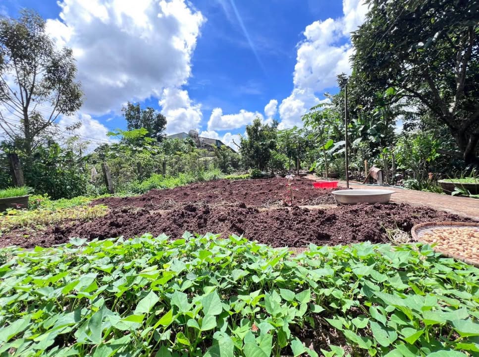 Đất nền Chơn Thành 2100m² giá 250 triệu - Cơ hội đầu tư hấp dẫn!