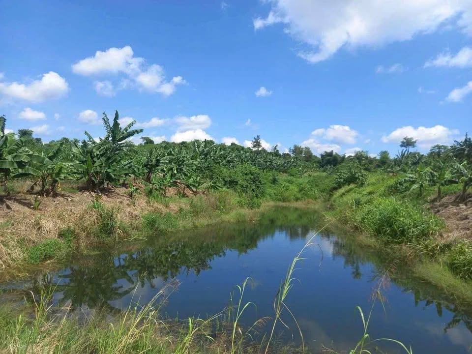 Đất thổ cư 2.2ha xã Ea Sar, huyện Ea Kar chỉ 2.508 tỷ - Cơ hội đầu tư tuyệt vời!