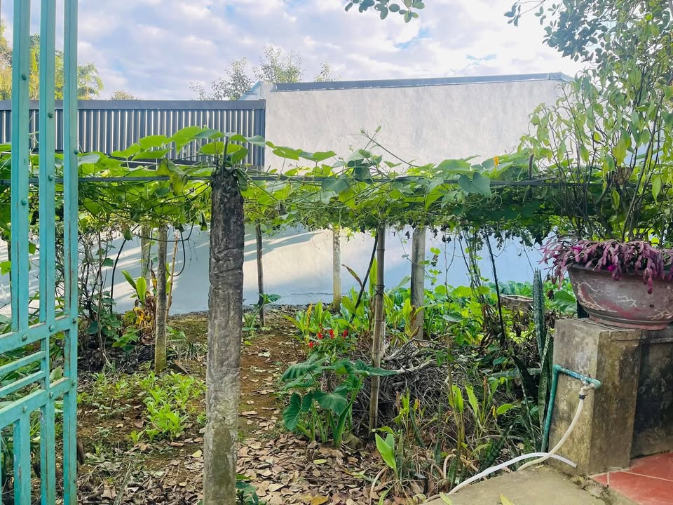 Nhà vườn 665m² tại phường Đoàn Kết - Không gian sống lý tưởng cho gia đình!