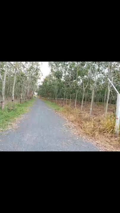 Đất nền Châu Thành Tây Ninh 16000m² giá chỉ 200 triệu - Sổ hồng chính chủ