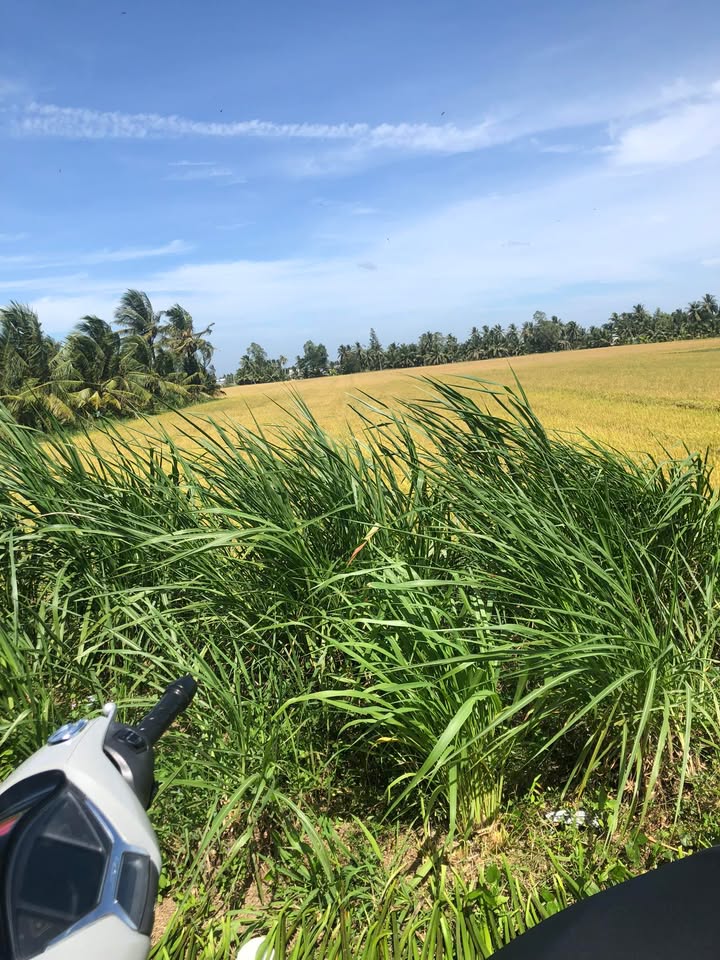 Đất ruộng 6500m² Tân Hiệp Trà Cú giá 120 triệu - Cơ hội đầu tư hấp dẫn!