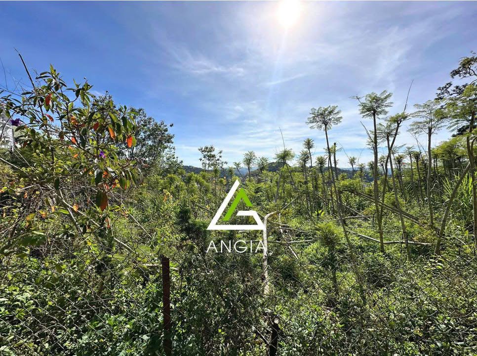 Đất Khe Sanh, P10 Đà Lạt 200m² giá 7 tỷ - View thung lũng thông xanh tuyệt đẹp!