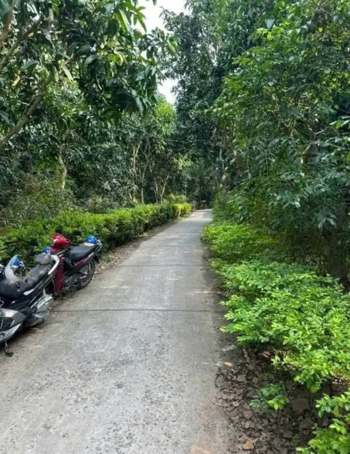 Farm 2200m² mặt tiền 14m xã Tân Tây giá 1.8 tỷ - Cơ hội đầu tư tuyệt vời!