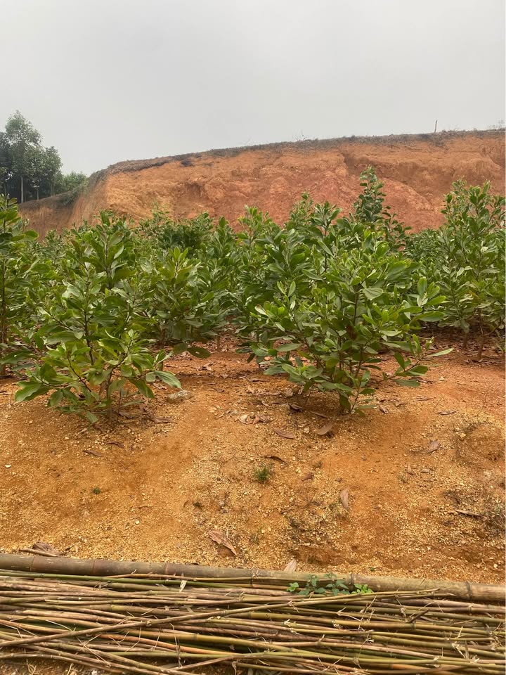 Đất vườn – rừng 760m² tại Thanh Bình, Văn Phú - Không gian yên tĩnh lý tưởng!