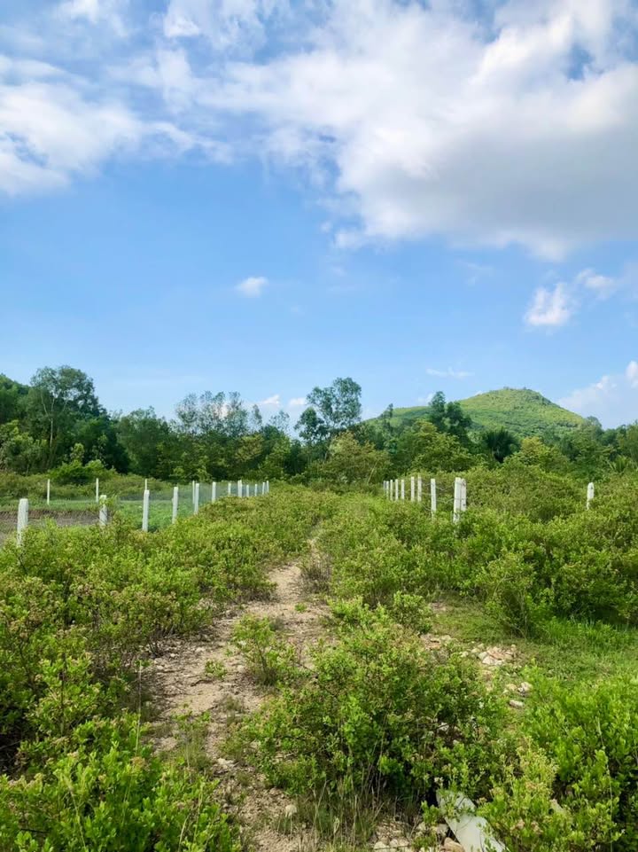 Đất Phước Sơn Phước Đồng Nha Trang 1351m² giá 2.7 tỷ - Đầu tư sinh lời ngay!