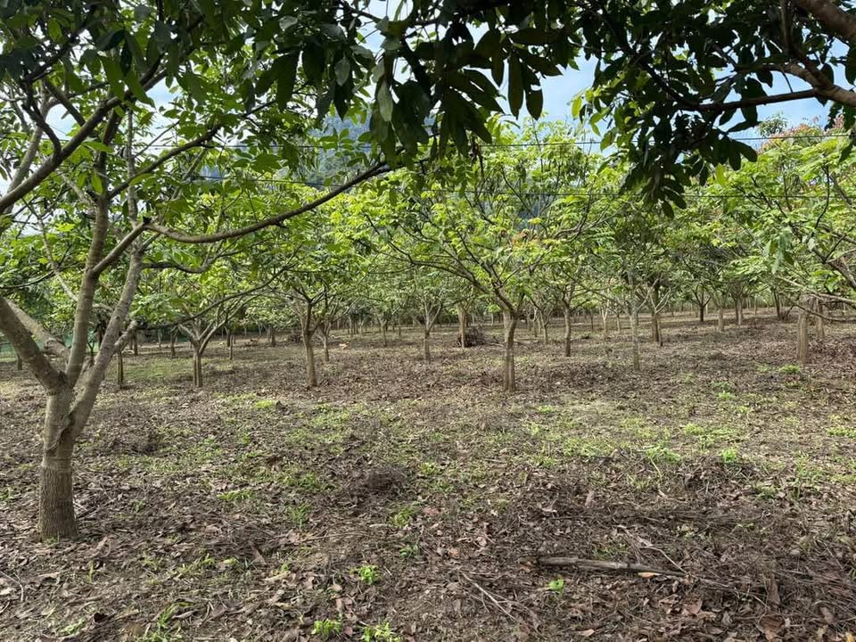 Đất vườn 2000m² tại Chiềng Ngần, Sơn La - Giá chỉ 590 triệu, cơ hội đầu tư tuyệt vời!