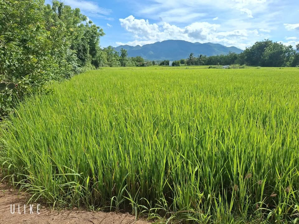 Lô đất nông nghiệp 10.611m² tại Ninh Phước, Ninh Thuận - Tiềm năng đầu tư sinh lời!