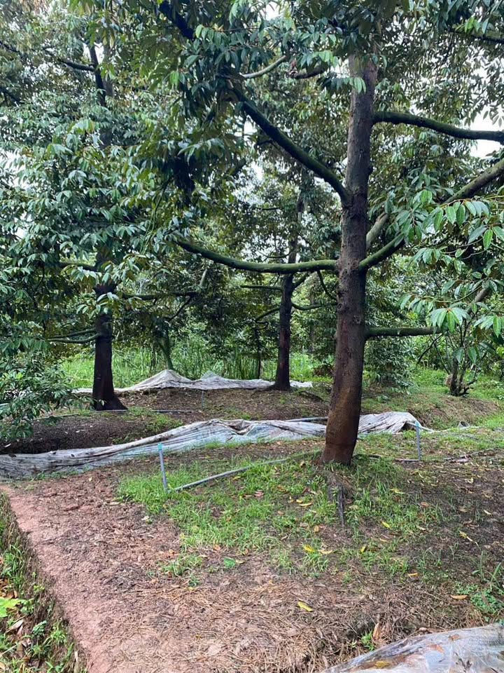 Đất nền Phú Đức, Châu Thành 1600m² giá 1.4 tỷ - Cơ hội đầu tư hấp dẫn!