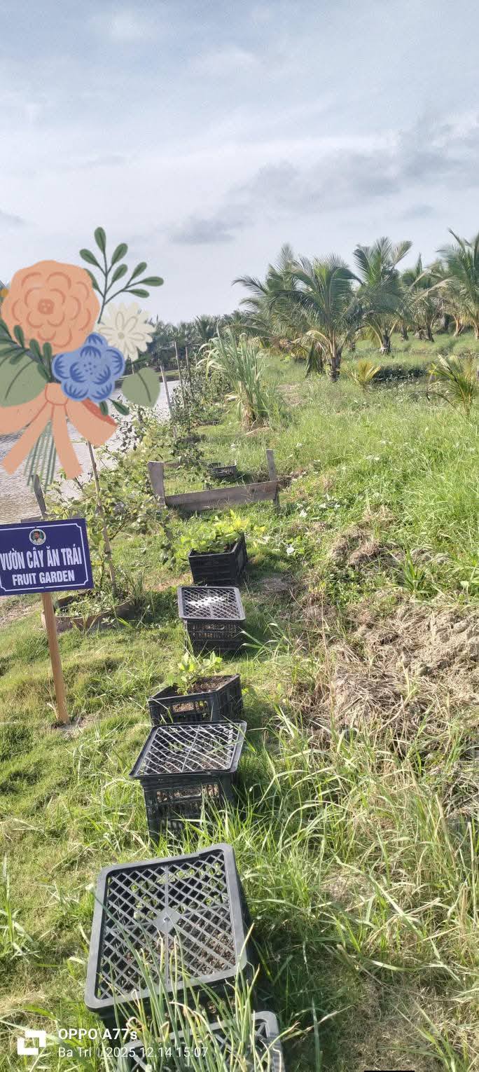 Đất vườn dừa tơ An Phú Trung, Ba Tri 3300m² chỉ 270 triệu - Đầu tư sinh lời ngay!