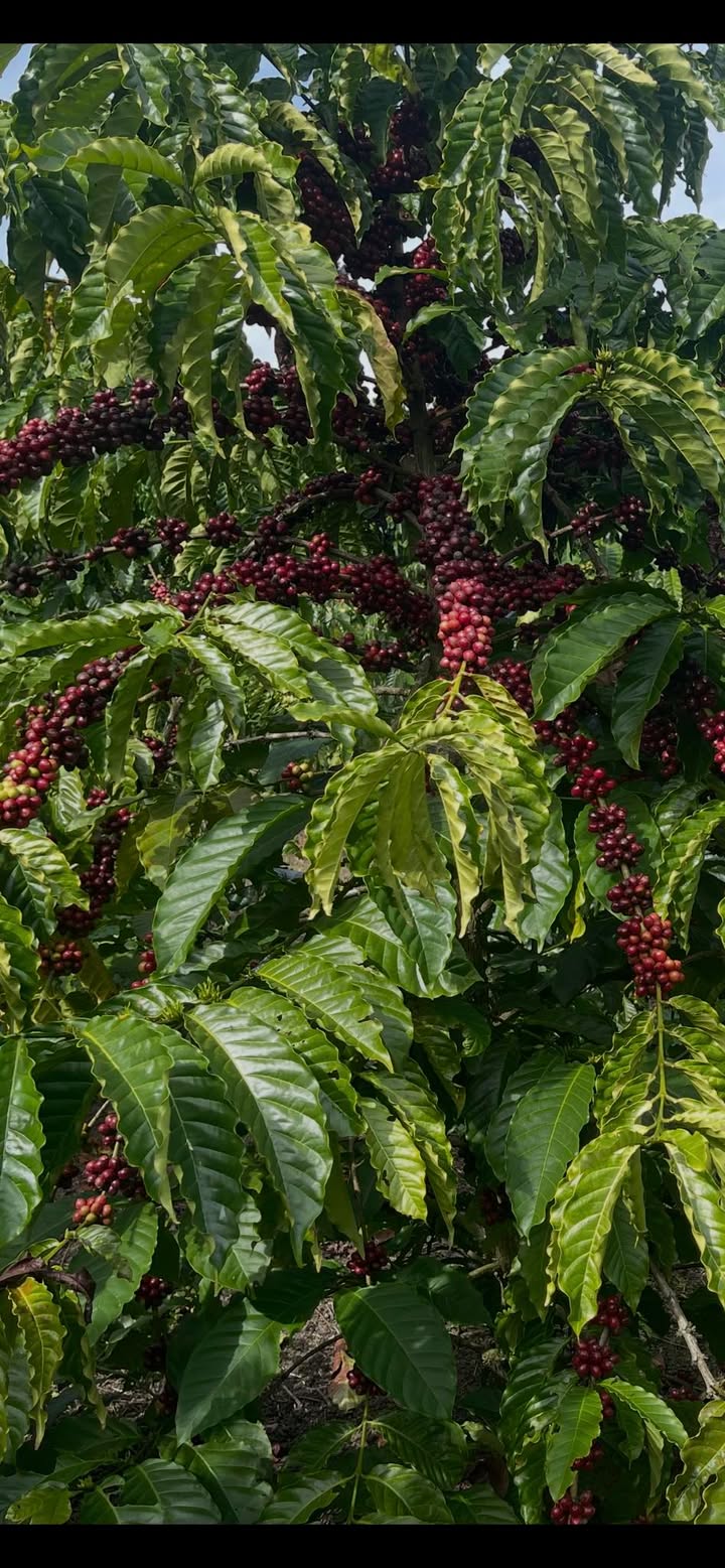 Đất nền Đạ K Nàng 5000m² giá 620 triệu - Cơ hội đầu tư hấp dẫn!