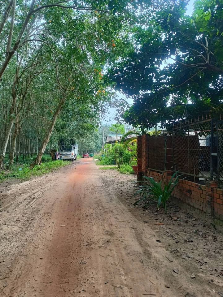 Đất nền Tân Hưng Bàu Bàng 750m² giá 1.35 tỷ - Cơ hội đầu tư hấp dẫn!