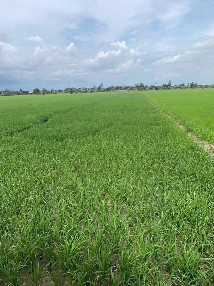 Đất lúa 13 công tại Mỹ Thạnh, Long Xuyên - Giá chỉ 3.25 tỷ, đầu tư sinh lời ngay!