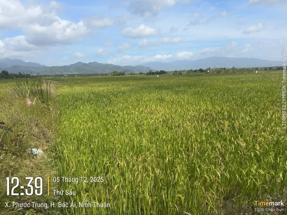 Đất farm 4ha mặt tiền cao tốc Bác Nam - Giá chỉ 3 tỷ - Cơ hội đầu tư tiềm năng!