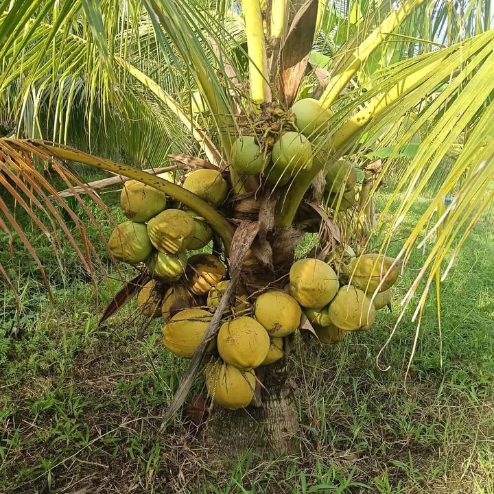 Đất vườn dừa 8 công tại Bình Thành, Giồng Trôm, Bến Tre - Giá chỉ 2.4 tỷ!