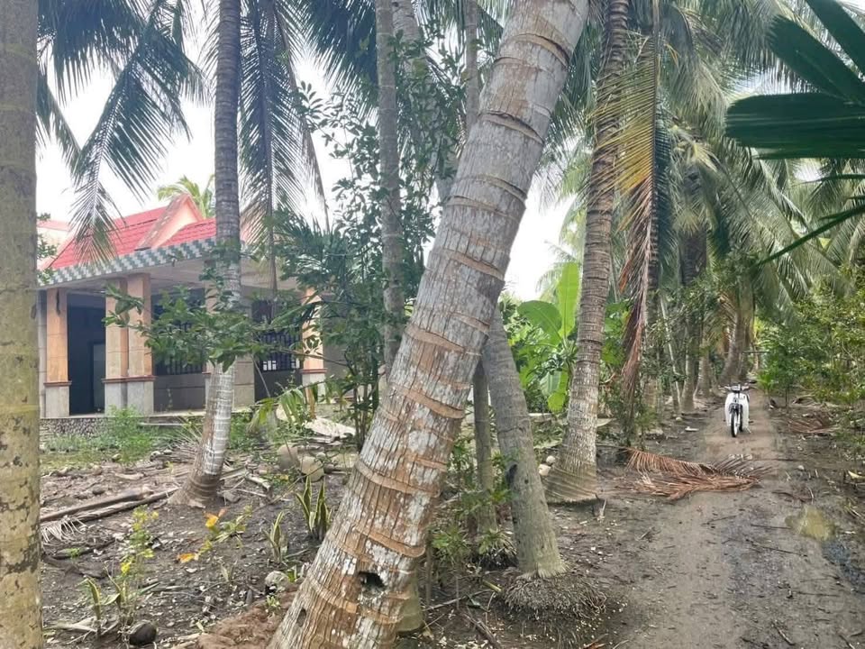 Đất thổ cư 300m² và nhà nóc thái 2.600m² tại Thạnh Phú Đông - Giá chỉ 1.3 tỷ!