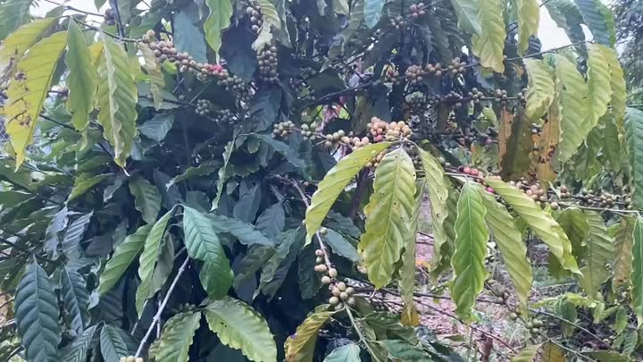 Đất nền Đắk Nia, Gia Nghĩa 3.600m² chỉ 670 triệu - Sổ đỏ chính chủ, đầu tư sinh lời!