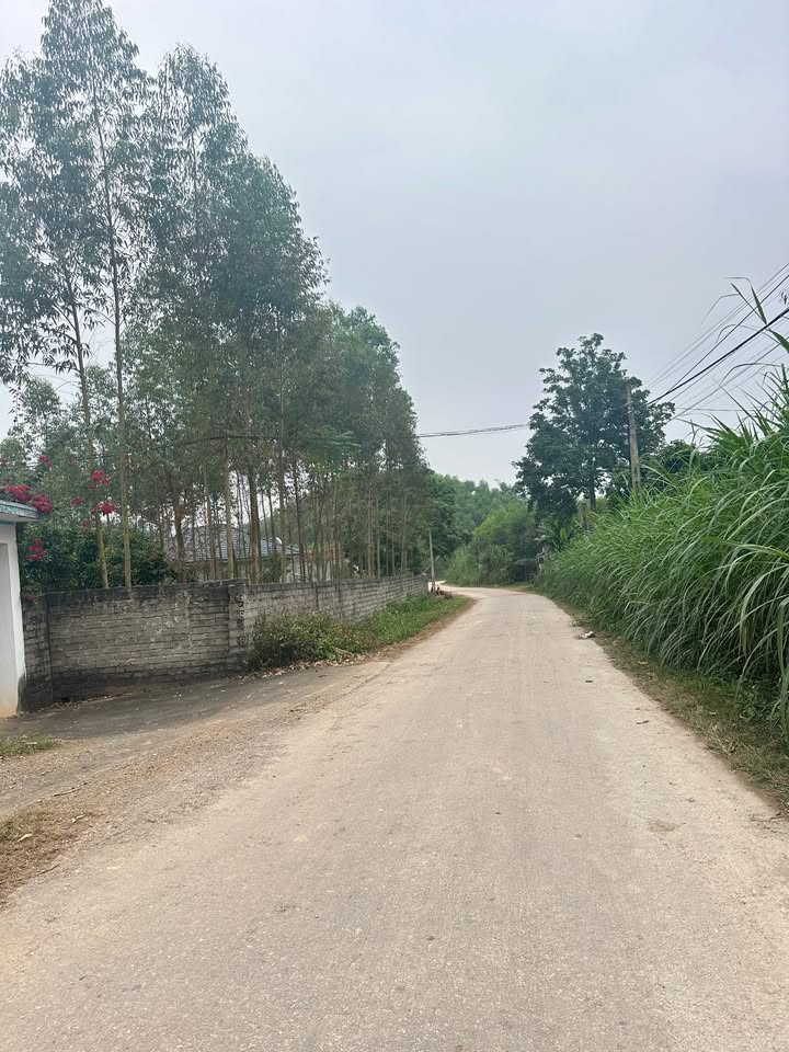 Đất nền 240m² tại Tam Hiệp, Yên Thế - Giá chỉ 500 triệu, cơ hội đầu tư tuyệt vời!