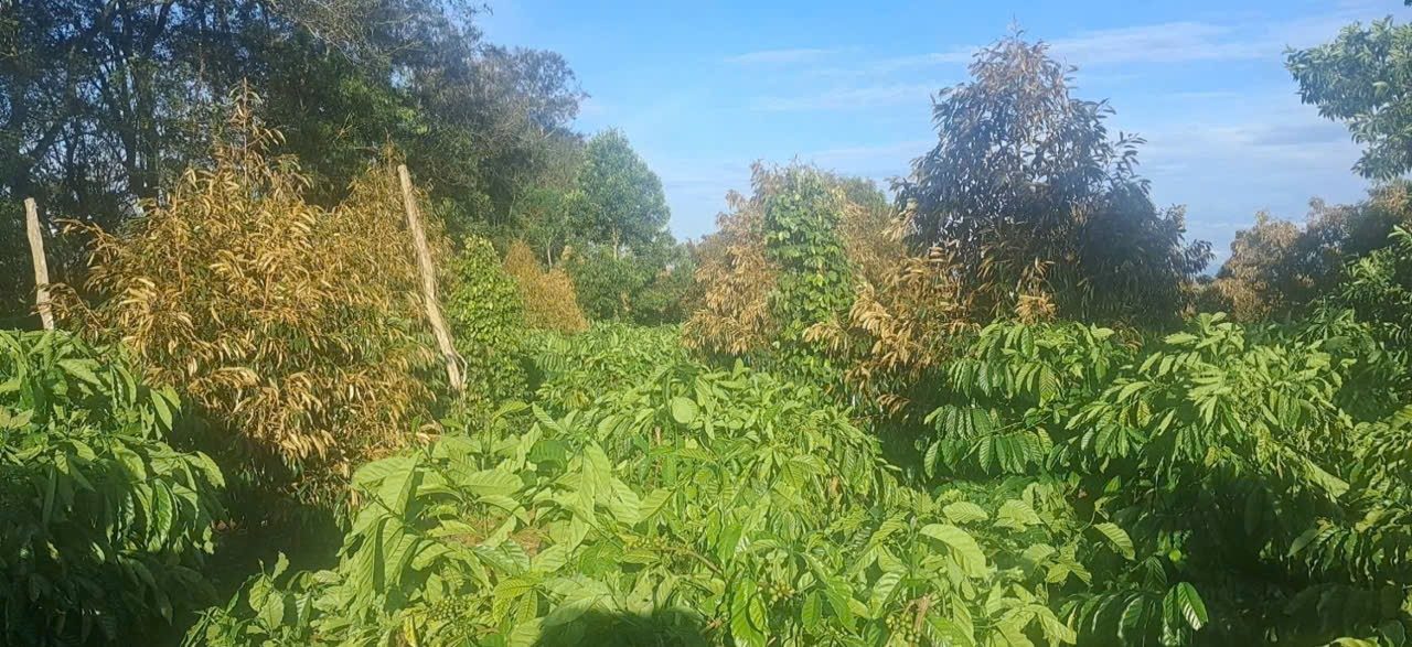 Đất nền Cư Bao, Buôn Hồ 3080m² giá 1.55 tỷ - Tiềm năng đầu tư lớn!