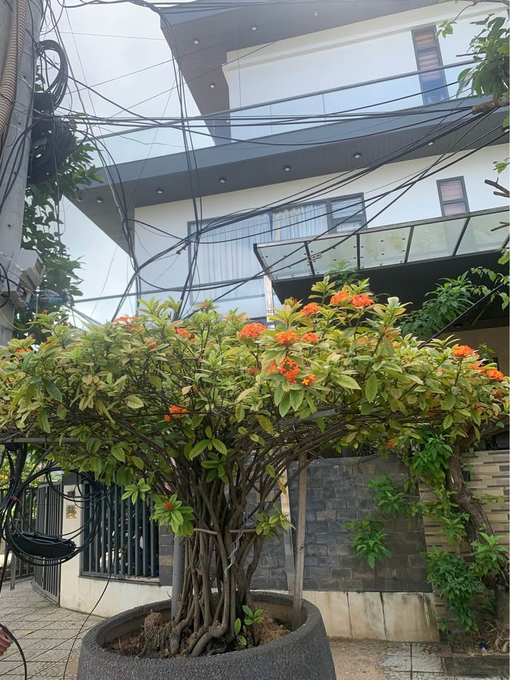 Villa lô góc đường Chu Huy Mân, Đà Nẵng 165m² giá 36 tỷ - Dòng tiền ổn định 50 triệu/tháng!