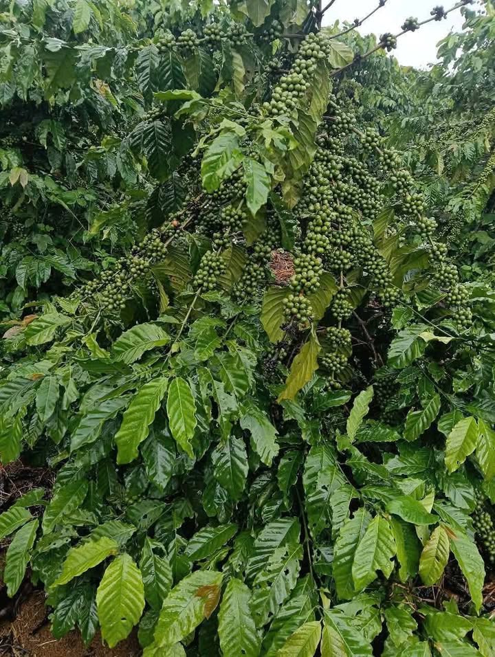 Đất nền 4xào tại Lộc Ngãi, Bảo Lâm - Giá 1.9 tỷ, Sổ đỏ chính chủ!