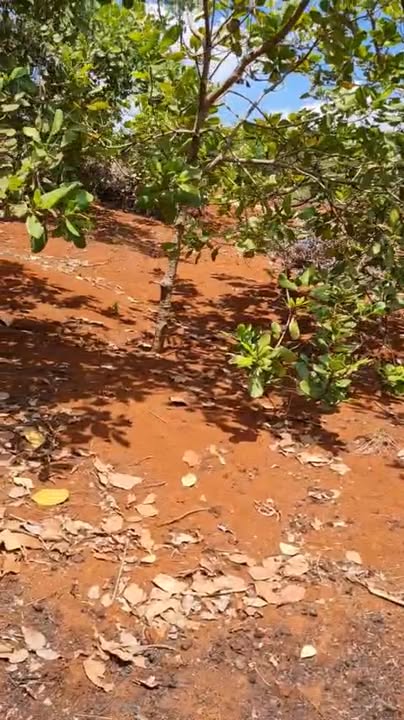 Đất nông nghiệp 5ha Tân Hưng, Đồng Phú giá 8 tỷ - Tiềm năng phát triển hấp dẫn!