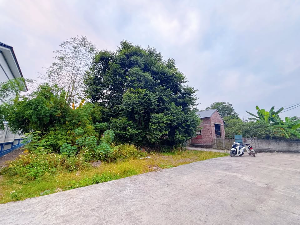 Đất thổ cư 800m² tại Thường Thắng, Hiệp Hòa - Cơ hội vàng cho nhà đầu tư!