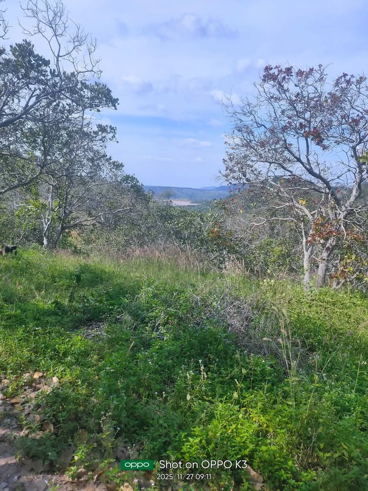 Đất nền 1.3ha tại Cư Mốt, Ea H'leo - Giá chỉ 75 tỷ - Đường xe tải vào tận nơi!